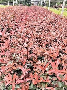 红叶石楠 高度40-50厘米 市政道路绿化小苗 规格齐全 美美