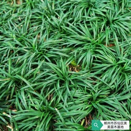 玉龙草 耐冻草类植物 花坛绿化园林使用 苗圃 美美