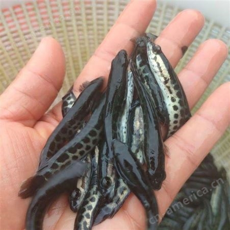 乌鱼 黑鱼 小斑花 3到5公分淡水养殖生长快可定制