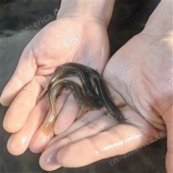水产基地出售泥鳅苗 生长迅速 抗病性强 易成活淡水鱼苗 敦皇